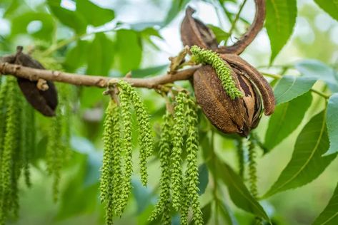 Pecan Tree Care, Harvesting Pecans, Tree Facts, Male Flowers, Pecan Trees, Garden Sanctuary, Pecan Tree, Tree Identification, Pecan Nuts