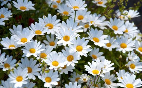 Check the best collection of Daisy Wallpaper High Quality for desktop, laptop, tablet and mobile device. You can download them free. Wallpaper Daisy, Daisy Background, Background Laptop, Daisy Wallpaper, Macbook Wallpaper, Easy Garden, Wallpaper Pictures, Wallpaper Free Download, Cool Backgrounds