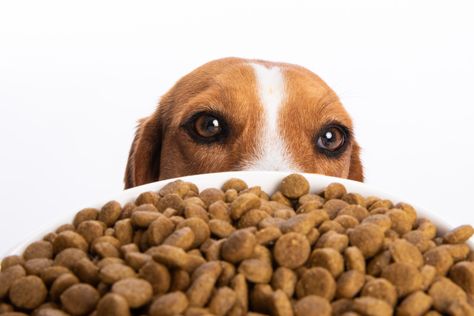 Dog Food Photoshoot, Dog Products Photography, Dog Food Product Photography, Pet Food Photography, Pet Product Photography, Vet Photography, Dog Food Photography, Dog Product Photography, Dogs Photoshoot