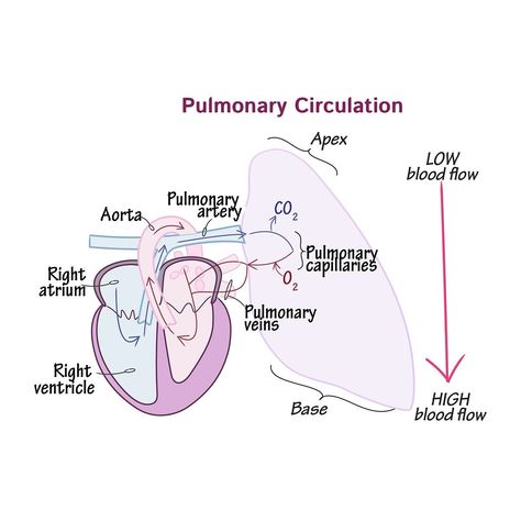 🫁Pulmonary Circulation:🫁 Pulmonary circulation is the part of the cardiovascular system that carries deoxygenated blood from the right ventricle of the heart to the lungs and returns oxygenated blood to the left atrium of the heart. The process begins when the right ventricle pumps deoxygenated blood into the pulmonary arteries, which then carry it to the lungs. In the lungs, carbon dioxide is exchanged for oxygen in the alveoli. The oxygen-rich blood then flows back to the heart via the p... Lung Compliance, Pulmonary Circulation, Cell Biology Notes, Medical Assistant Student, Studying Medicine, Medicine Notes, Basic Anatomy And Physiology, Pulmonology, Respiratory Therapy