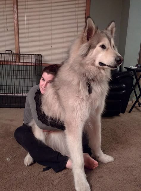 Wolf Hybrid Dogs, Giant Alaskan Malamute, German Shepherd Husky Mix, Animals Memes, German Shepherd Husky, Laughing Funny, Malamute Dog, Wolf Hybrid, Huge Dogs