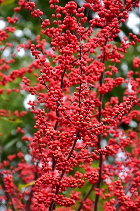 Winter Berry Bush, Winter Flowering Plants Uk, Plants Reference, Ilex Verticillata, Ilex Berries, Biddeford Maine, Fruits Photos, Winter Berries, Flower Pot Design