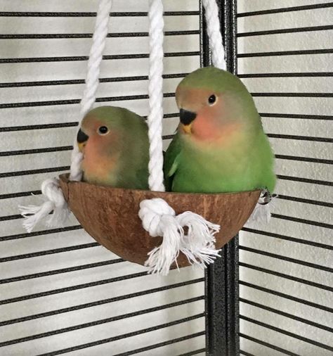 Homemade Bird Toys, African Lovebirds, Budgie Toys, Cockatiel Toys, Natural Bird Toys, Diy Bird Cage, Diy Bird Toys, Pet Bird Cage, Bird Cage Decor