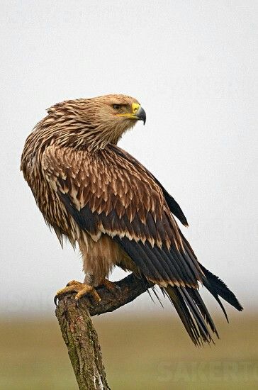 Eastern Imperial Eagle, Raptor Bird, Raptor Bird Of Prey, Fish Eagle, Raptors Bird, Birds Photography Nature, Imperial Eagle, Birds Photography, Amazing Animal Pictures