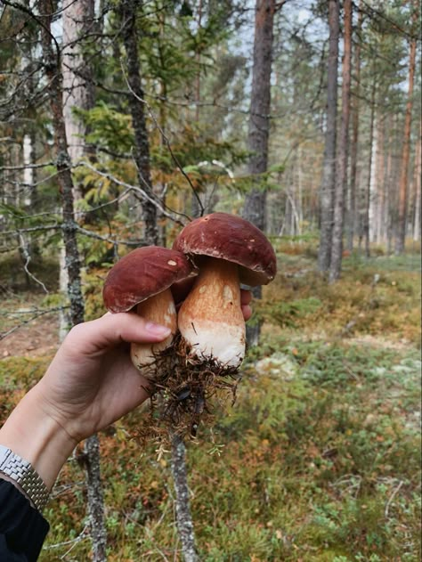 Mushroom Foraging Aesthetic, Mycology Aesthetic, Mushroomcore Aesthetic, Aesthetic Mushrooms, Mushrooms Aesthetic, Ja I Ty, Autumn Mushrooms, Mushroom Core, Mushroom Aesthetic