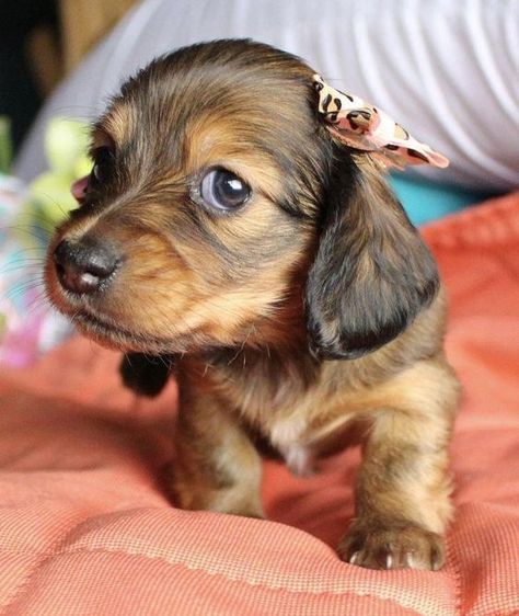 Miniature Dachshund Puppies, Daschund Puppies, Dachshund Training, Dachshund Breed, Doxie Puppies, Dachshund Funny, Dachshund Puppies For Sale, Dachshund Puppy Miniature, Dapple Dachshund