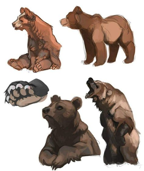 Bear reference Bear Poses Drawing, Drawing Bears Sketches, Bear Poses Reference, Chibi Bear Drawing, Bear Art Reference, Bear Fursona Base, Bear Anatomy Drawing, Bear Drawing Reference, Bear Humanoid