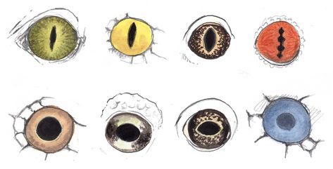 Drawing Reptile and Amphibian Eyes Reptile Eye, Lizard Eye, Natural Face Scrub, Nature Journaling, Snake Drawing, Snake Eyes, Book Drawing, John Muir, Nature Study