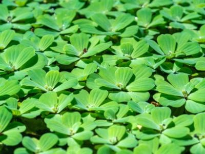 Pistia Stratiotes, Water Lettuce, Planting Lettuce, Lantana Camara, Gladioli, Floating Plants, Buy Seeds, Pond Plants, Lettuce Leaves