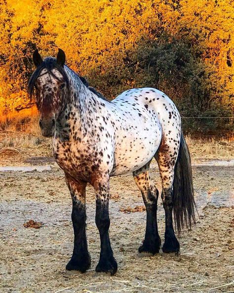 Lord Xalvador Gypsian Stallion Horse Coat Colors, Pony Breeds, Horse Colors, Horse Inspiration, Horse Boarding, Horse Aesthetic, Most Beautiful Horses, Appaloosa Horses, Majestic Horse