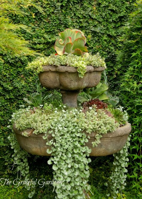 Mixed Flower Pots, Patio Flower Pots, Gemüseanbau In Kübeln, Potted Plants Patio, Patio Container Gardening, Patio Flowers, Container Garden Design, Potted Plants Outdoor, Plants Growing