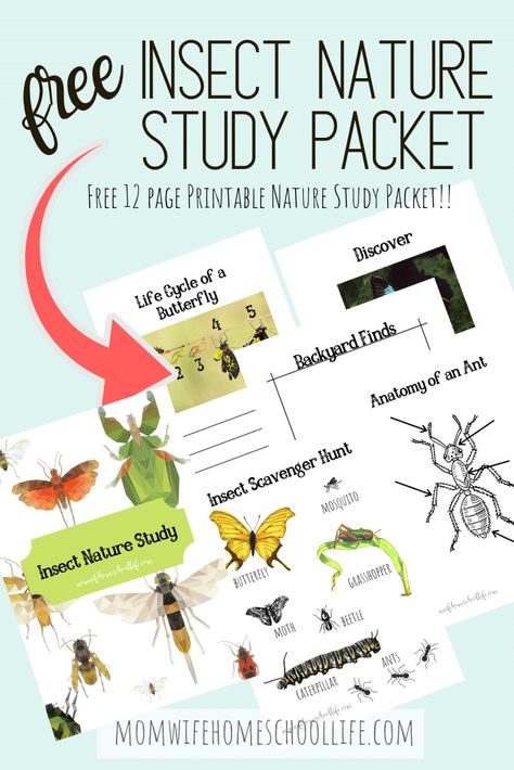 Wild Schooling, Insect Unit Study, Insects Kindergarten, Insect Study, Insect Unit, Drawing Graffiti, Study Activities, Homeschool Nature Study, Nature Studies