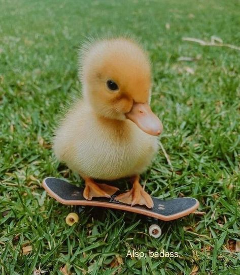 Silly Duck Pictures, Cute Animals Duck, Cute Ducks Aesthetic, Cute Duck Photos, Baby Ducks Cute, Cute Duck Pfp, Duck Pic, Ducklings Cute, Duck Aesthetic