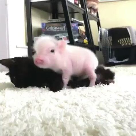 Kindle Amazon, News Quotes, Trending Images, Animals Adorable, Small Pigs, Cute Piglets, Random Gif, Mini Pigs