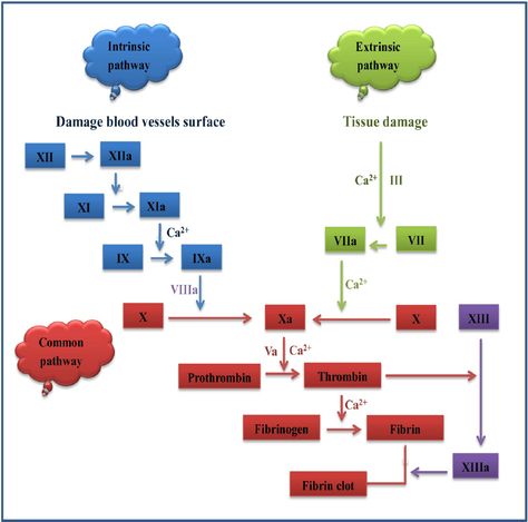 Fig. 1. Schematic of the coagulation cascade. Activation of both intrinsic and extrinsic pathways leads to the fi brin clot formation in the common pathway. Blood Physiology, Clotting Cascade, Anesthesia School, Coagulation Cascade, Nursing School Problems, Nurse Anesthesia, Clinical Nurse Specialist, Clinical Chemistry, Picu Nurse