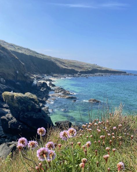 Beach Wildflowers, Garden Goblin, Cali Pics, Coastal Wildflowers, Coastal Flowers, Textiles Gcse, Ocean Tattoo, Coastal Photography, Beach Art Painting