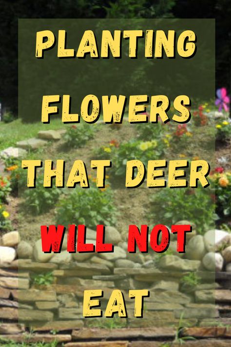 A list of flowers that you can plant that won't be eaten by deer. #gardening #flowers #deer #gardens #animals #lists Flowers That Deer Will Not Eat, Deer Deterent, Deer Resistant Flowers, List Of Flowers, Deer Resistant Plants, Gardening Flowers, Planting Roses, Fall Plants, Yard Landscaping