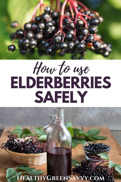 Have you been told that elderberries are poisonous? There are several reasons confusion about the safety of elderberries persists. Here's what to know about using elderberries safely. #foraging #elderberry | elderberries | medicinal plants | foraging tips |