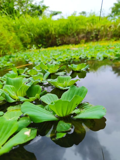 The 10 Best Aquatic Plants For Ponds & Water Features Ocean Biome, Water Plants For Ponds, Plants For Ponds, Small Fish Pond, Freshwater Plants, Underwater Plants, Natural Swimming Ponds, Small Vegetable Gardens, Aquatic Ecosystem