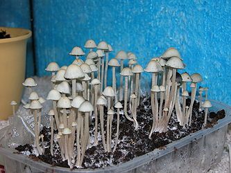 Copelandia cyanescens Growing Shiitake Mushrooms, Grow Mushrooms At Home, Mushroom Diy, Foraging Mushrooms, Growing Mushrooms At Home, Greenhouse Vegetables, Mushroom Species, White Button Mushrooms, Poisonous Mushrooms