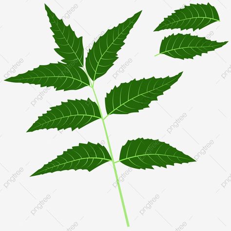 Neem Plant Drawing, Neem Leaf Drawing, Neem Tree Images, Neem Tree Drawing, Tree Drawing Sketch, Tree Drawing Simple, Neem Leaf, Neem Tree, Water Bottle Label Design