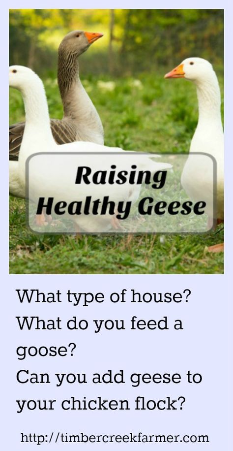 How to Raise Healthy Geese for the Backyard Farm - Timber Creek Farm Sebastopol Geese, Geese Breeds, Goose House, Chicken Flock, Raising Ducks, Backyard Farm, The Goose, Keeping Chickens, Chicken Coop Plans