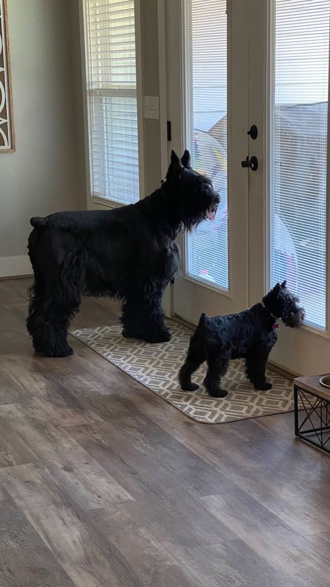 Schnauzer Dogs Giant, Black Mini Schnauzer Puppy, Black And White Schnauzer, German Schnauzer, Giant Schnauzer Puppy, Black Mini Schnauzer, Black Miniature Schnauzer, Miniature Schnauzer Black, Schnauzer Cut