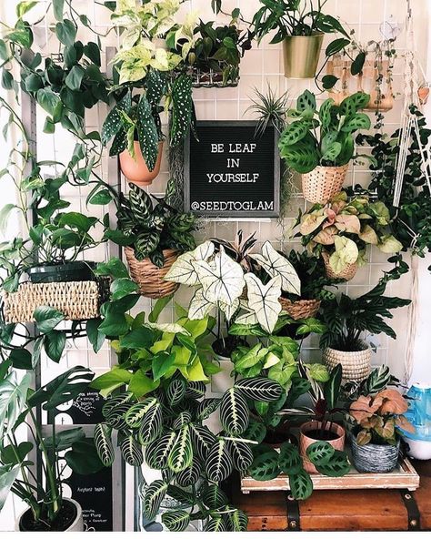 Plant Lover Aesthetic, Lover Aesthetic, Plant Goals, Pots And Planters, Green Inspiration, Aromatic Plant, Plant Decor Indoor, Plant Aesthetic, House Plants Decor