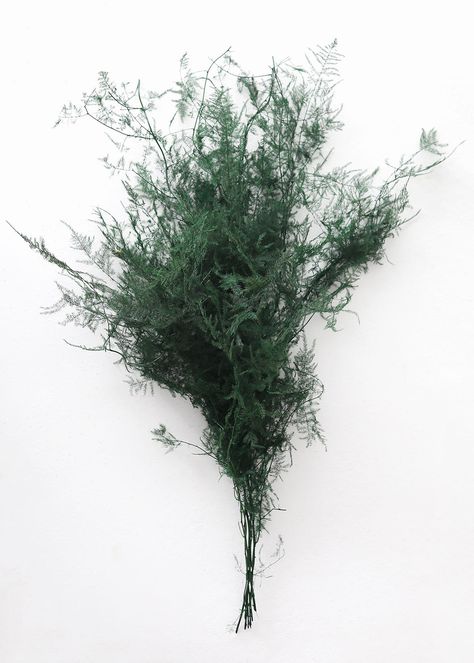 Preserved Asparagus Fern Leaves | Shop Natural Greenery at Afloral.com Preserved Leaves, Holiday Flowers, Faux Branches, Asparagus Fern, Fern Leaves, Flowers Dried, Preserved Flowers, Dried Lavender, Dried Flower Arrangements