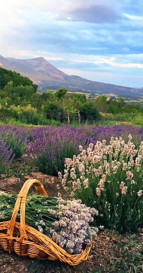 Lavender Farm Aesthetic, Lavender Picnic, Grass Picnic, Henry Aesthetic, Lavender Bouquets, Picnic For Two, Dark Boho Living Room, Castle Floor Plan, Moon Base