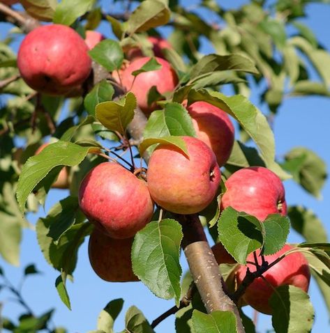 Fall Foraging, Leila Duly, Crab Apples, Sweet Chestnut, Apple Varieties, Fruit Flowers, Fall Apples, Beautiful Fruits, Crab Apple