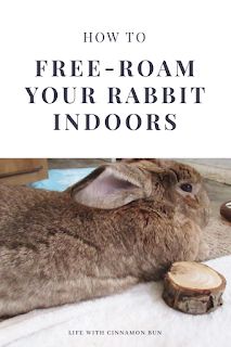 Free Range Rabbits Indoor, Best Indoor Rabbit Setup, Free Roaming Rabbit Ideas, Flemish Giant Rabbit Cage Indoor, Rabbit Free Roam, Free Roam Rabbit Set Up, Rabbit Indoor House Ideas, Litter Box Training Rabbits, Indoor Bunny Setup