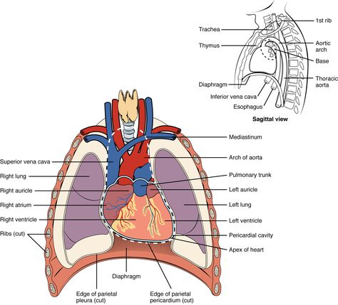 Endometriosis and the heart Human Heart Diagram, Cardiac Muscle Cell, Coronary Circulation, Thoracic Cavity, Heart Structure, Tricuspid Valve, Heart Diagram, Heart Location, Gross Anatomy