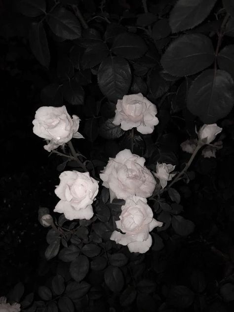 Photo Essay Tagalog, Nothing But Flowers, Parts Of A Plant, Beautiful Bouquet Of Flowers, Beautiful Dark Art, Black And White Aesthetic, Black Flowers, Mood Board Fashion, Dark Beauty