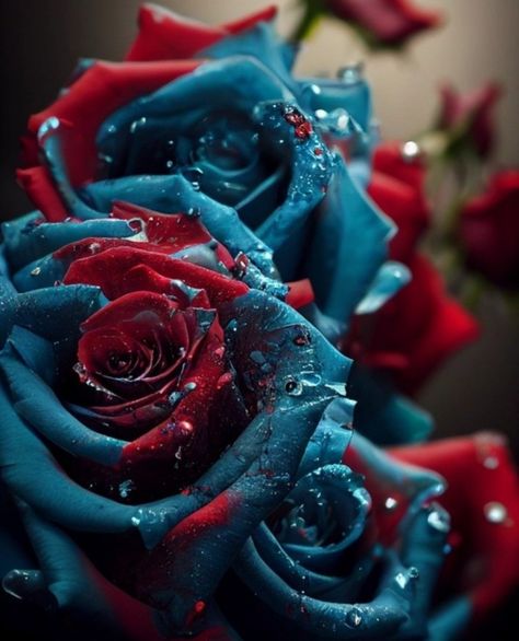 Blue Roses Aesthetic, Red Roses Garden, Red Roses Wallpaper, Roses Wallpaper, Roses Garden, Beautiful Flowers Photography, Rosé Aesthetic, Rose Rouge, Rose Wallpaper