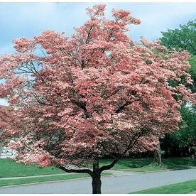 13.66-Gallon Pink Flowering Dogwood Flowering Tree in Pot (With Soil) (L3181) at Lowes.com Pink Dogwood Tree, Spring Flowering Trees, Flowering Dogwood, Pink Flowering Trees, Dogwood Blooms, Tree In Pot, Dogwood Tree, Pink Dogwood, Flowering Tree