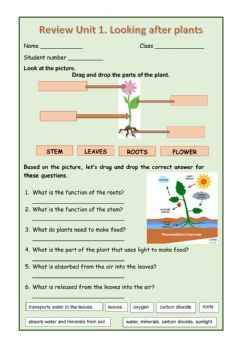 Plants and their parts Language: English Grade/level: 3 School subject: Science Main content: Plants Other contents: Plants and their parts Plants Around Us Worksheet For Grade 1, Parts Of Plants Activities For Kids, Part Of Plants Activities, First Day School Activities, Parts Of A Plant Worksheet, Plants Science Activities, Plants Activities, Evs Worksheet, Plurals Worksheets