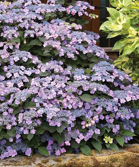 Growing Mountain Hydrangeas: The Tougher Hydrangea - FineGardening Flower Garden Design Ideas, Garden Ideas Flower, Hydrangea Shade, Tv Unit Wall, Flower Gardening Ideas, Steep Gardens, Easy Garden Ideas, Hardy Hydrangea, Flower Garden Ideas