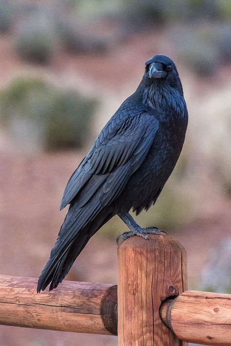 The Crow by Gary Lengyel Raven Reference, Raven Perched, Raven Pictures, Crow Pictures, Counting Crows, Raven Bird, Jackdaw, Raven Art, Crows Ravens