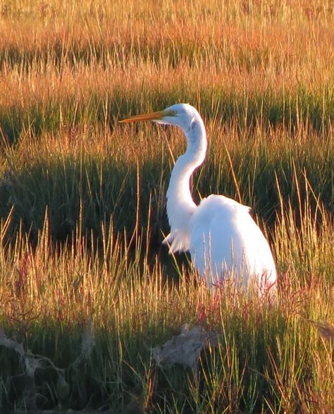 Marshland Art, Louisiana Marsh, Marsh Pictures, Marsh Birds, Marsh Photos, Marsh Photography, Marsh Painting, Savannah Art, Heron Art