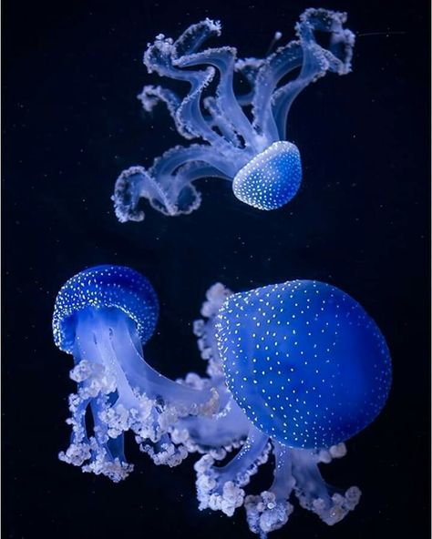 Credit Nature Story Cuddle Fish, Deep Summer, Nature Story, Clouded Leopard, Jellyfish Art, Aquatic Animals, Beautiful Dark Art, Watercraft, Ocean Creatures