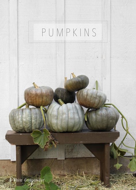 Pumpkin Cottage, Green Pumpkins, Autumn Farmhouse, Hey Pumpkin, Elegant Pumpkins, Fall Container Gardens, Craft Cupboard, Fall Acorns, Porch Pumpkins