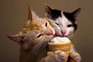 Eating Ice, Söt Katt, Eating Ice Cream, Two Cats, Funny Cat Pictures, Funny Funny, Crazy Cat, Sweet Animals, Cats Meow