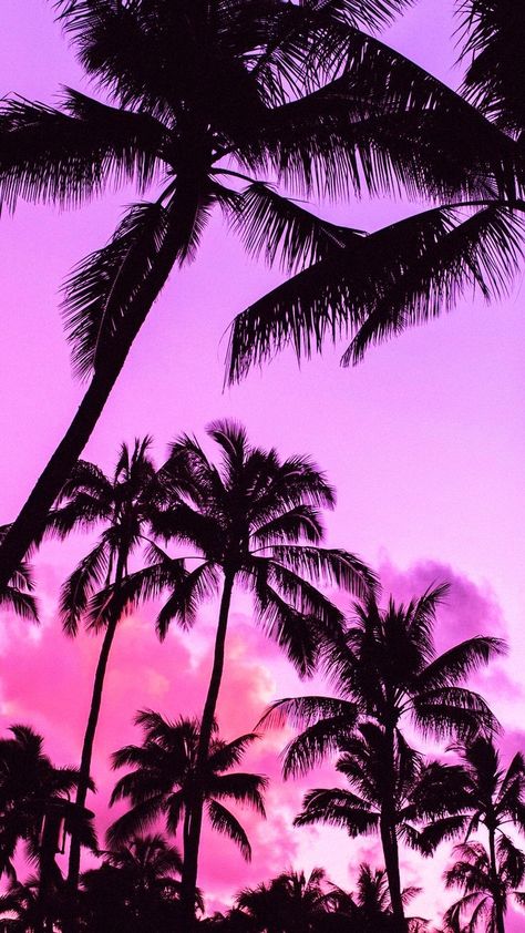 Pink Backround, Palm Tree Wallpaper, Summer Prints Wallpaper, American Wallpaper, Pink Pages, Palm Trees Wallpaper, Palm Tree Sunset, Palm Tree Silhouette, Sky Pink