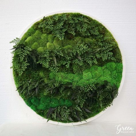 moss art, circle art, preserved moss, moss and ferns, plant art Moss Circle Wall Art, Moss Wall Art, Elegant Wall Art, Circle Wall Art, Preserved Moss, Moss Art, Moss Wall, Perfect Garden, Floral Display