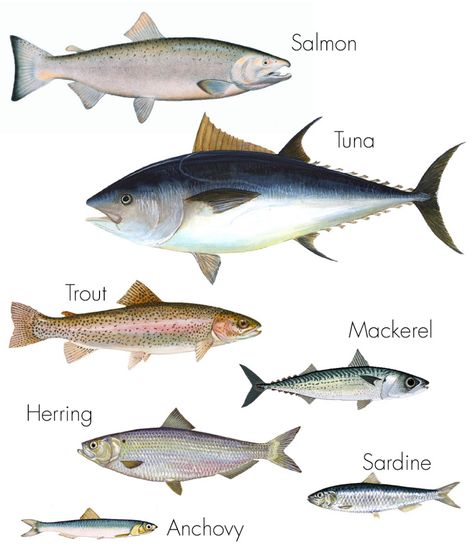 Oily fish - Haleo Fish Facts, Fish Chart, Oily Fish, Fat Burning Foods Belly, Fish List, Salmon Fish, Healthy Fish, Fatty Fish, Types Of Fish