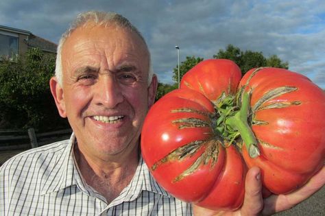 Biggest tomato at a giant vegetable show in Carmarthen Giant Vegetable, Big Tomato, Funny Fruit, Growing Gardens, World Record, Exotic Fruit, Tropical Fruits, Fruit And Veg, Farm Gardens