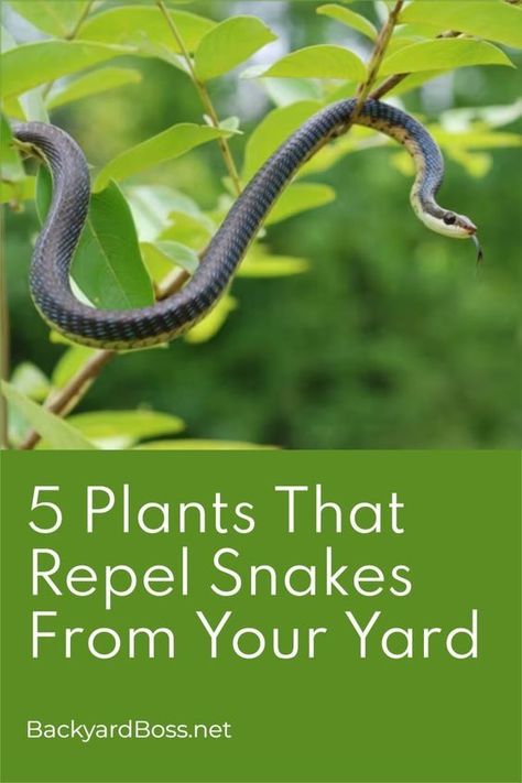 Snake Proof Garden, Snake Deterrent Plants, Coastal Yard, Snake Repelling Plants, Home Gardening, Plants That Repel Snakes, Natural Snake Repellent, How To Repel Snakes From Yard, Getting Rid Of Snakes In Yard