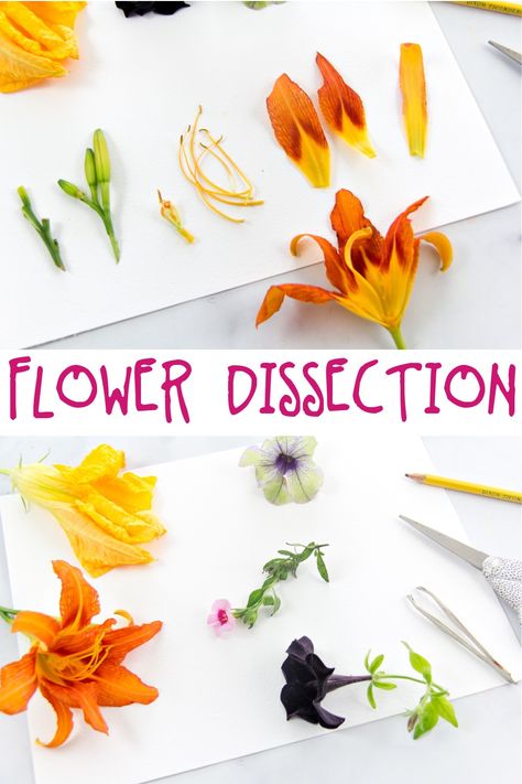 Learn about Plants with this Flower Dissection Activity • Kids Activities Blog Garden Activities, Science Experiments Kids, Flower Child, Science Experiments, Science For Kids, Favorite Child, Childcare, Fun Learning, Activities For Kids