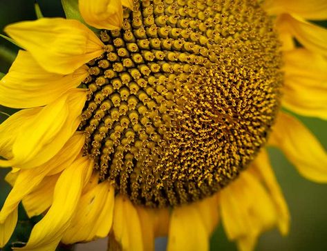 "16 Sunflower Facts Celebrating Bright Blooms"- Sunflowers are some of the most vibrant and globally admired flowers. True to their name, variants of these flowers take on the bright nature of the sun. The bright sunflower head with its beautiful sunflower leaves and dark brown center can instantly elevate one’s mood. We cover two handfuls of interesting... #trvst #facts #biodiversity #nature #flowers #sun #sunny #blooms #planet #forscience #giveback #bethechange #environment Sunflower Facts, Sunflower Heads, Bright Nature, Sunflower Leaves, Sunflower Head, Giant Sunflower, Micro Organisms, Planting Sunflowers, Orange Sunflowers